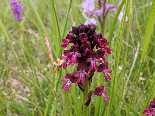 Burnt orchid (Neotinea ustulata)