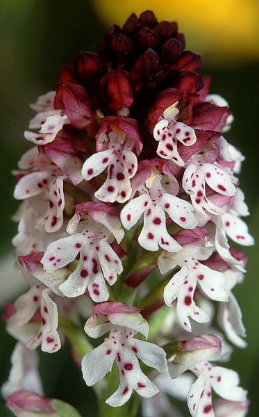 Burnt orchid (Neotinea ustulata)