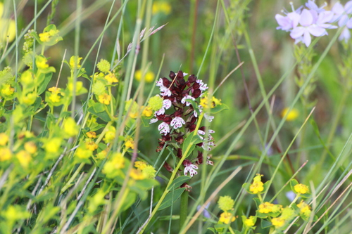 Burnt orchid (Neotinea ustulata)