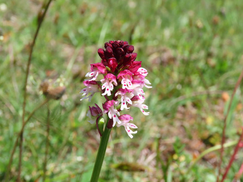 Burnt orchid (Neotinea ustulata)
