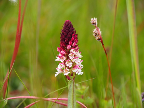 Burnt orchid