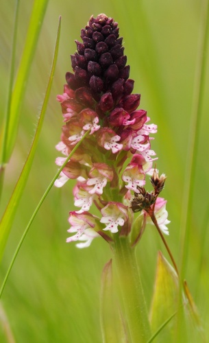 Burnt orchid (Neotinea ustulata)