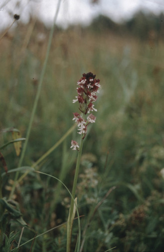Burnt orchid (Neotinea ustulata)