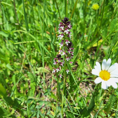 Burnt orchid (Neotinea ustulata)