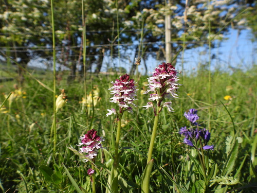 Burnt orchid (Neotinea ustulata)