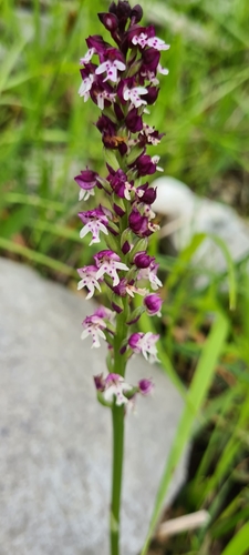 Burnt orchid (Neotinea ustulata)