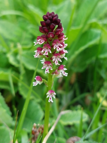 Burnt orchid (Neotinea ustulata)