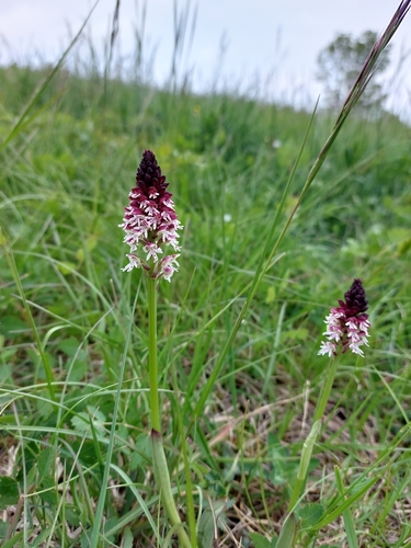 Burnt orchid (Neotinea ustulata)