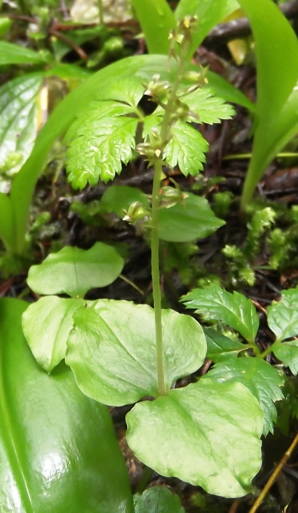 Lesser twayblade: heartleaf twayblade orchid (Listera cordata) hike up Mount Townsend, Olympic National Forest, 228