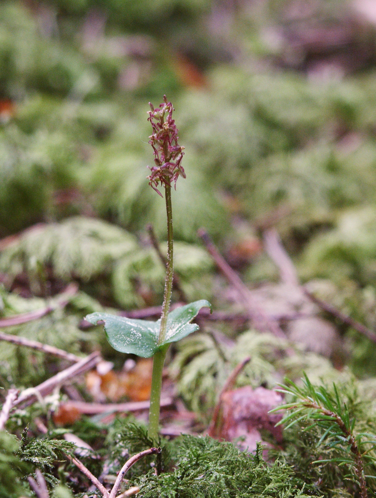 Lesser twayblade: Listera cordata , nördlicher Schwarzwald, Germany