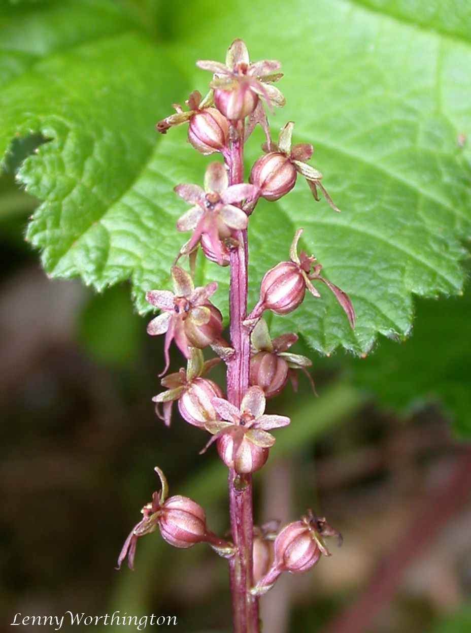 Lesser twayblade: Cairngorm Highland Scotland