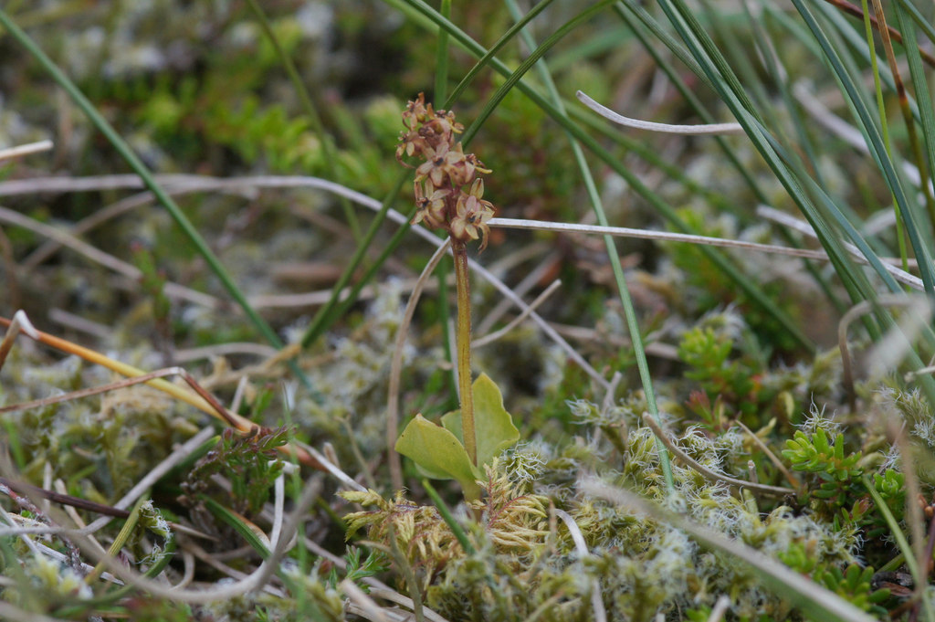 Lesser twayblade: Lesser Twayblade (Neottia cordata), Ward of Norwick
