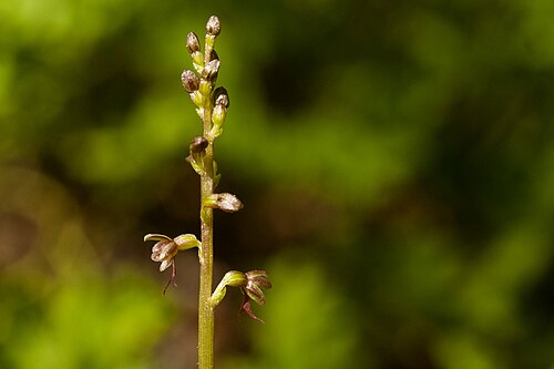 Lesser twayblade: Listera cordata , Sangre de Cristo Mountains, south-southeast of Taos, about 2 miles east of Jicarita Peak near Serpent Lake Trail, 36.0526 -105.5253, Taos Coun