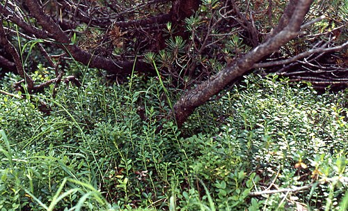 Lesser twayblade: Typisches alpines Biotop unterhalb von Latschengebüsch von Listera cordata, aufgenommen am 05.08.2005 in Bad Reichenhall von Berwianr