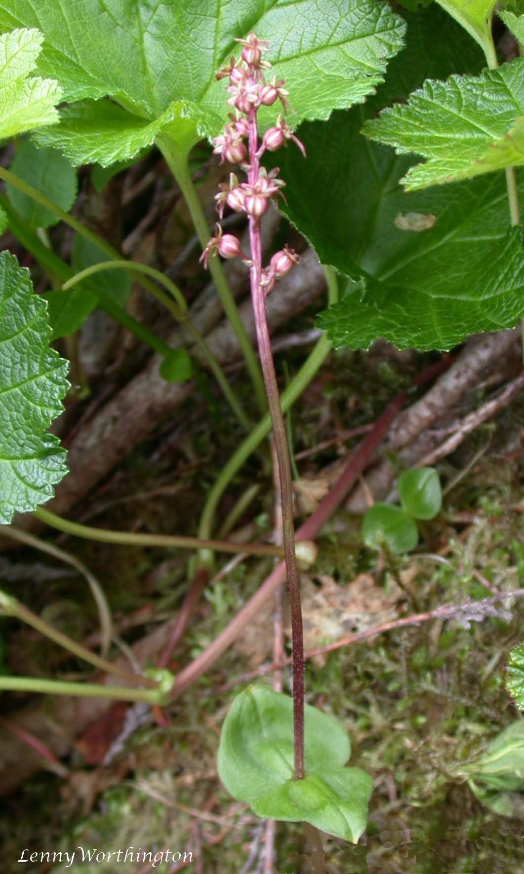 Lesser twayblade: Cairngorm Highland Scotland
