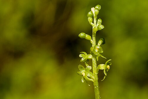 Lesser twayblade: Listera cordata , Sangre de Cristo Mountains, south-southeast of Taos, about 2 miles east of Jicarita Peak near Serpent Lake Trail, 36.0526 -105.5253, Taos Coun