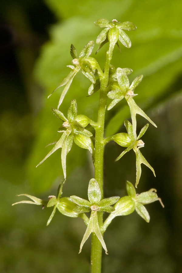 Lesser twayblade: Listera cordata . An orchid. Swiftcurrent Lake, Glacier National Park, MT, USA. July 18