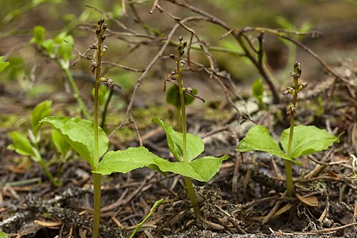 Lesser twayblade: Listera cordata , Sangre de Cristo Mountains, south-southeast of Taos, about 2 miles east of Jicarita Peak near Serpent Lake Trail, 36.0526 -105.5253, Taos Coun