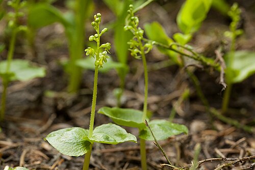 Lesser twayblade: Listera cordata , Sangre de Cristo Mountains, south-southeast of Taos, about 2 miles east of Jicarita Peak near Serpent Lake Trail, 36.0526 -105.5253, Taos Coun