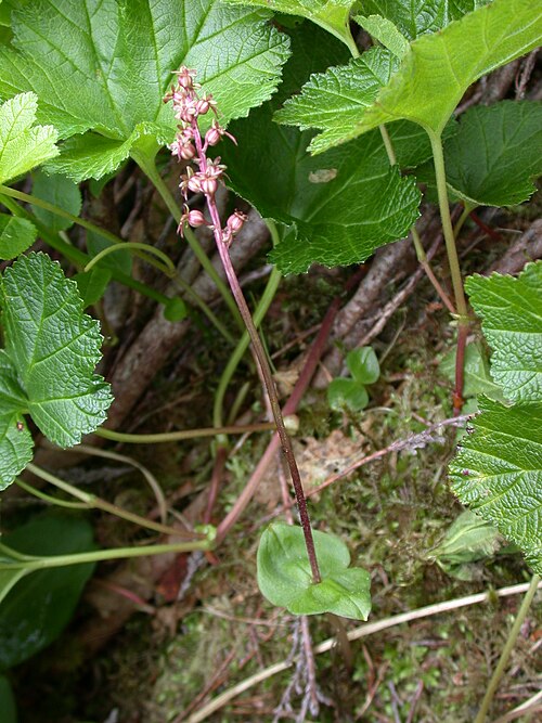 Lesser twayblade: Cairngorm Highland Scotland