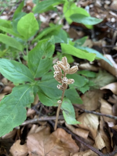 Bird's-nest orchid (Neottia nidus-avis)