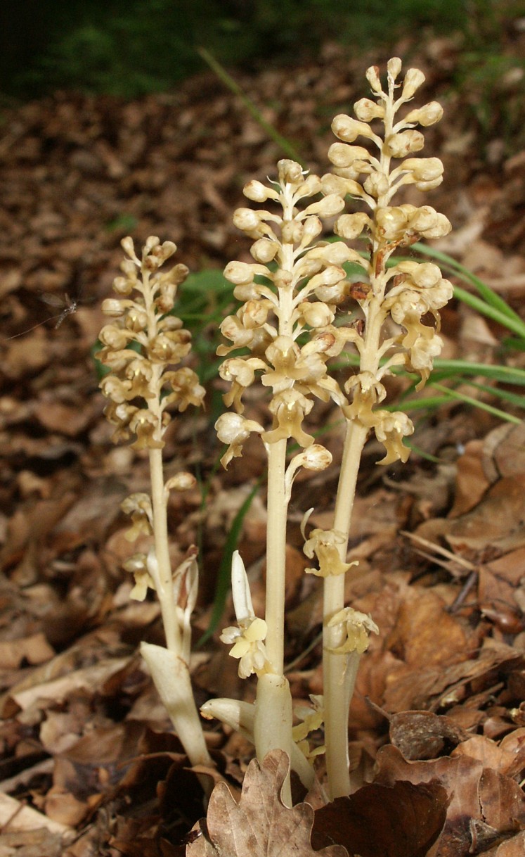 Bird's-nest orchid (Neottia nidus-avis)