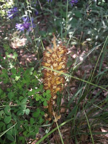 Bird's-nest orchid (Neottia nidus-avis)