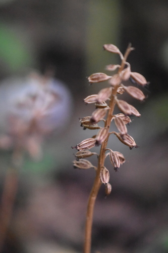 Bird's-nest orchid (Neottia nidus-avis)