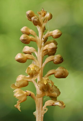 Bird's-nest orchid