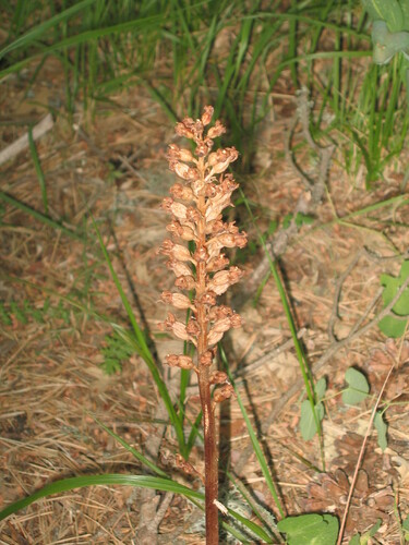 Bird's-nest orchid (Neottia nidus-avis)