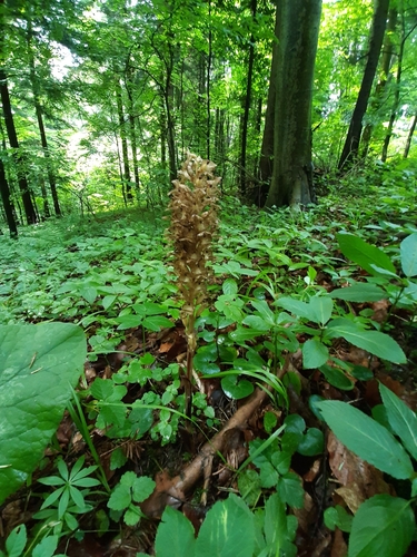 Bird's-nest orchid (Neottia nidus-avis)