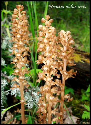 Bird's-nest orchid (Neottia nidus-avis)