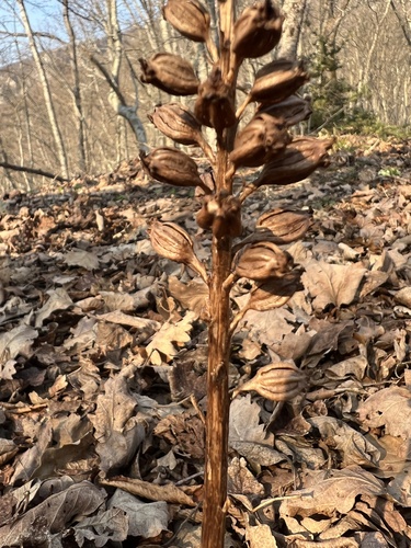 Bird's-nest orchid (Neottia nidus-avis)