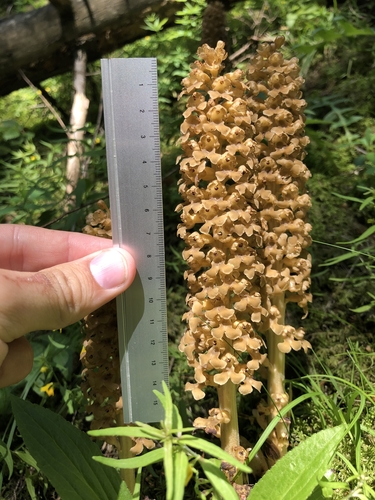 Bird's-nest orchid (Neottia nidus-avis)