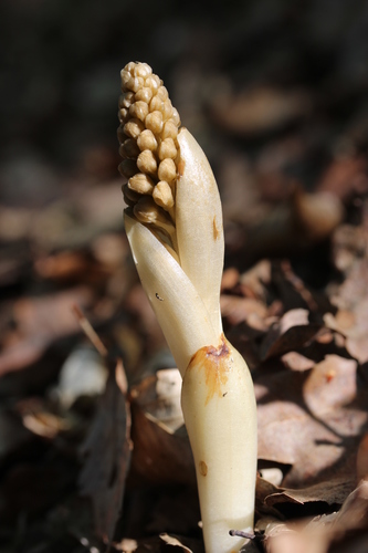 Bird's-nest orchid (Neottia nidus-avis)