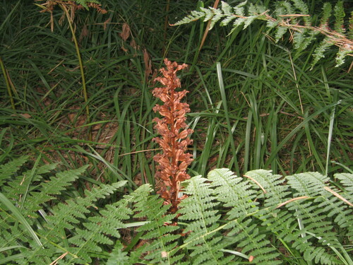 Bird's-nest orchid (Neottia nidus-avis)