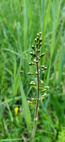Common twayblade (Neottia ovata)