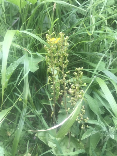 Common twayblade (Neottia ovata)
