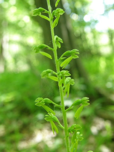 Common twayblade (Neottia ovata)