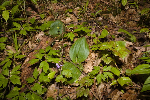 Common twayblade (Neottia ovata)