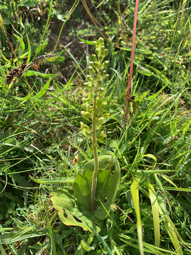 Common twayblade (Neottia ovata)