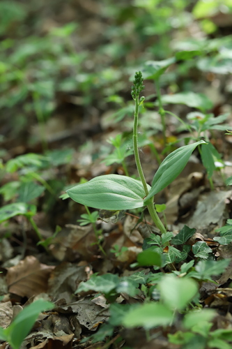 Common twayblade (Neottia ovata)