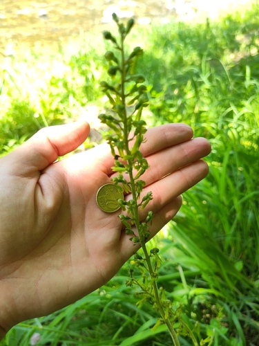 Common twayblade (Neottia ovata)
