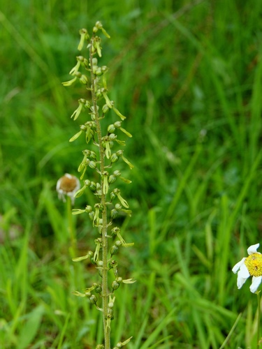 Common twayblade (Neottia ovata)