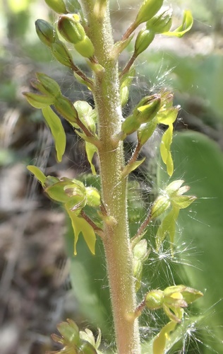 Common twayblade (Neottia ovata)