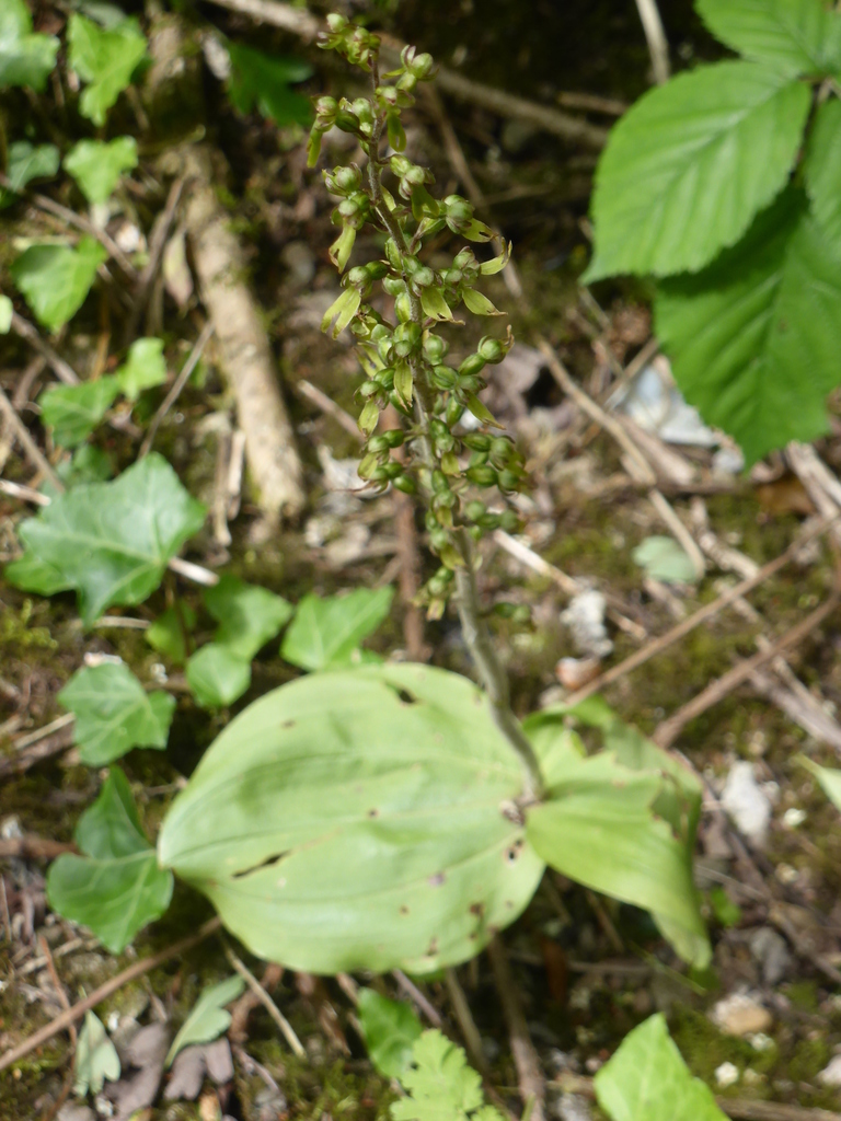 Common twayblade (Neottia ovata)