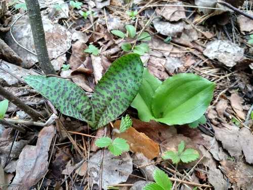 Common twayblade (Neottia ovata)