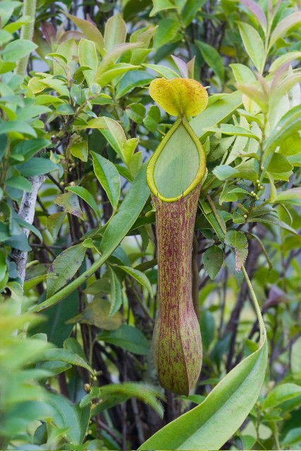 N. alata: Nepenthes alata photographed on Mt Ambucao, near Sagada and Banaue, Luzon (Alastair Robinson, June 2007) - upper pitcher. In this locality, hundreds of plants g
