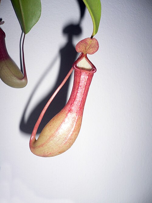 N. alata: Nepenthes alata (Nepenthaceae), climbing plant original tropical forests in the Philippines with leaves modified for catching insects.