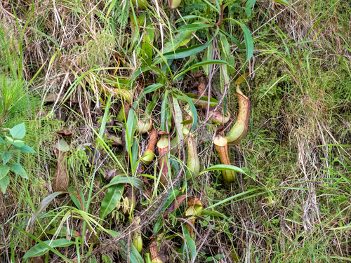 N. alata (Nepenthes alata)